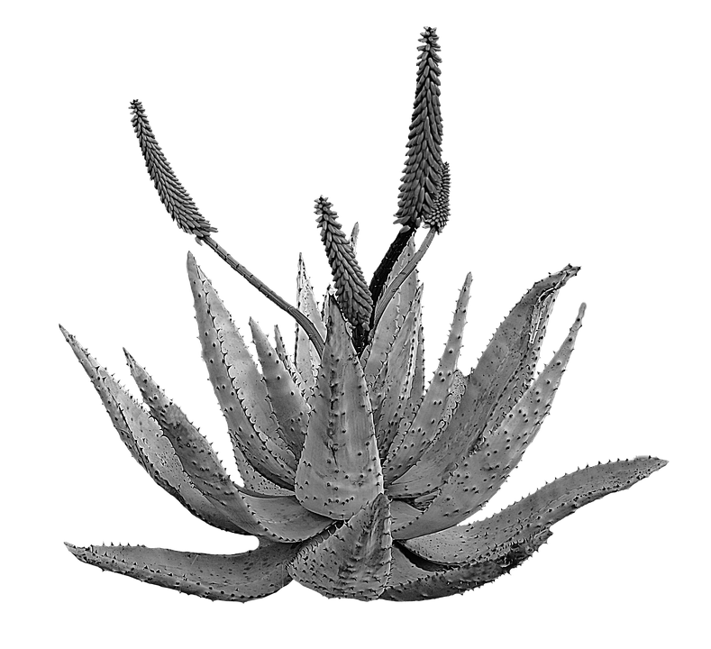 Aloe